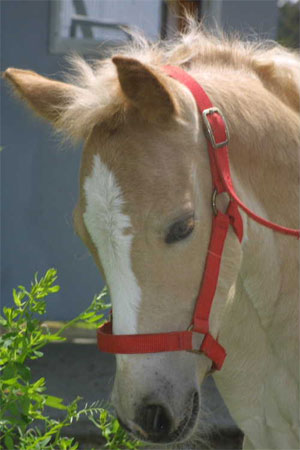 http://www.grison.com/Francais/images/haflinger99.jpg